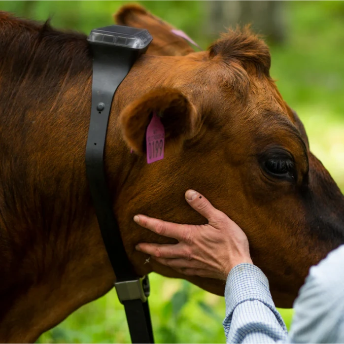 [1500] Monil Cattle Collar